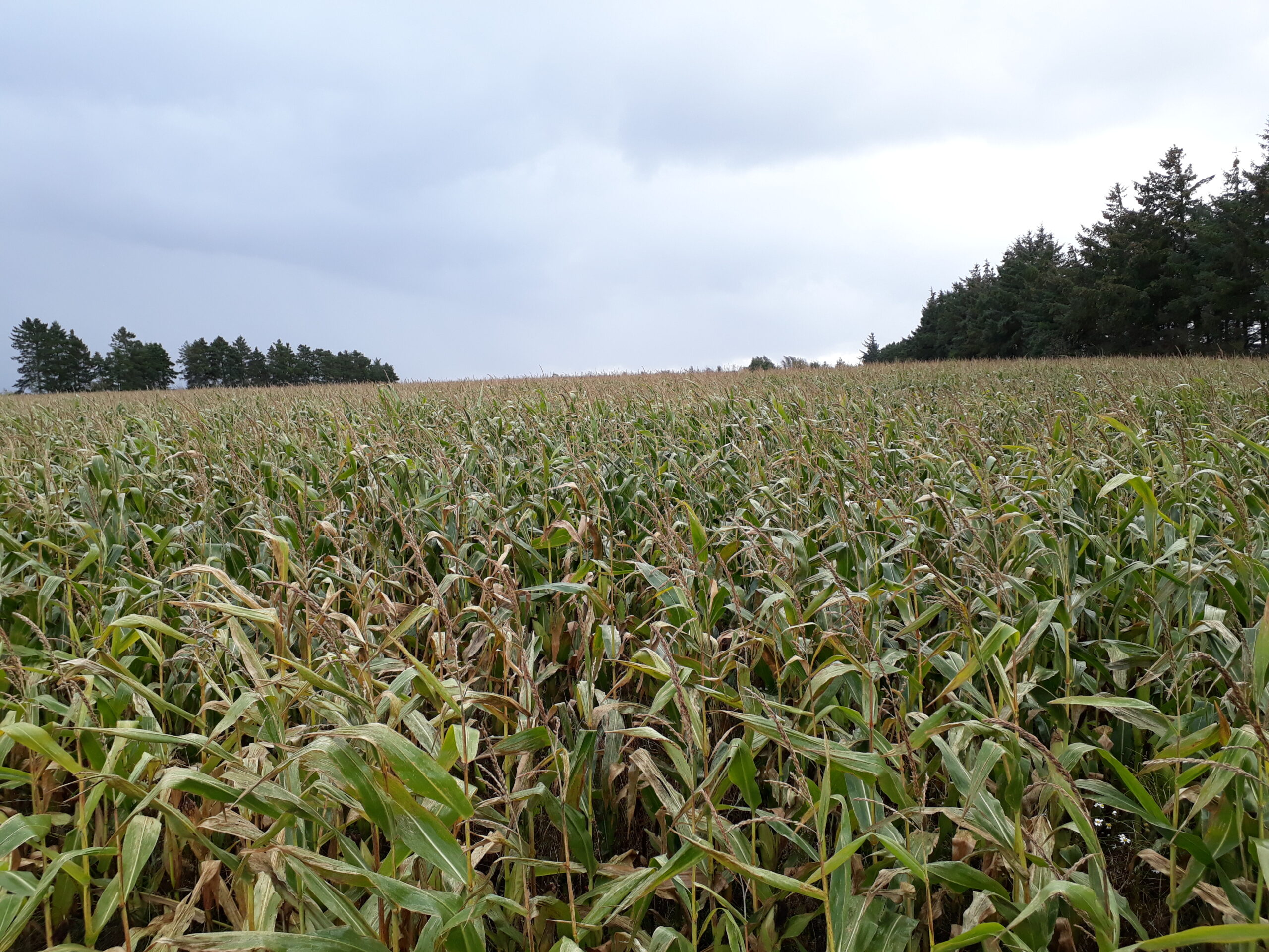 Majsmark stor majsmark