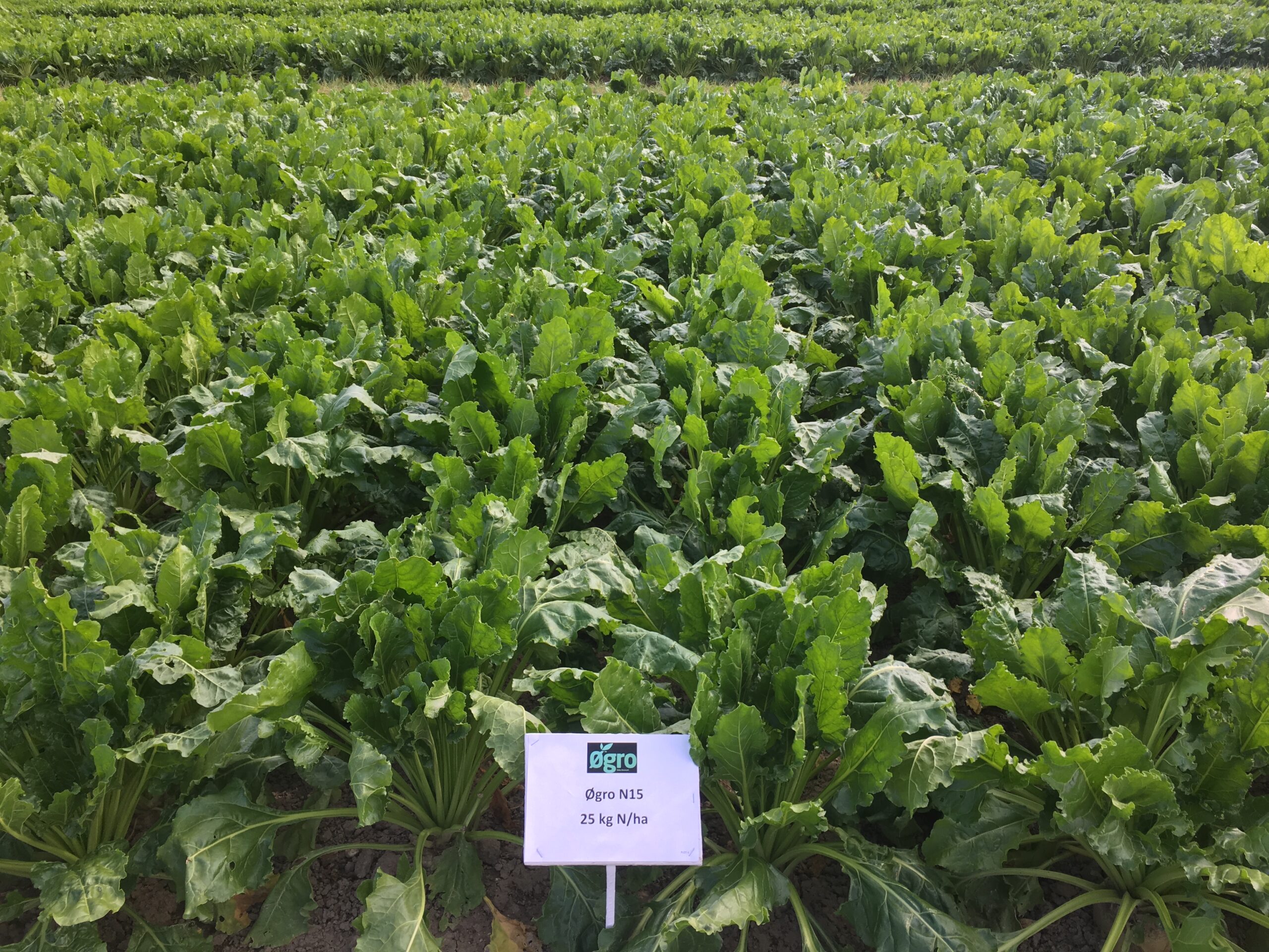 sukkerroer 1 sukkerroer