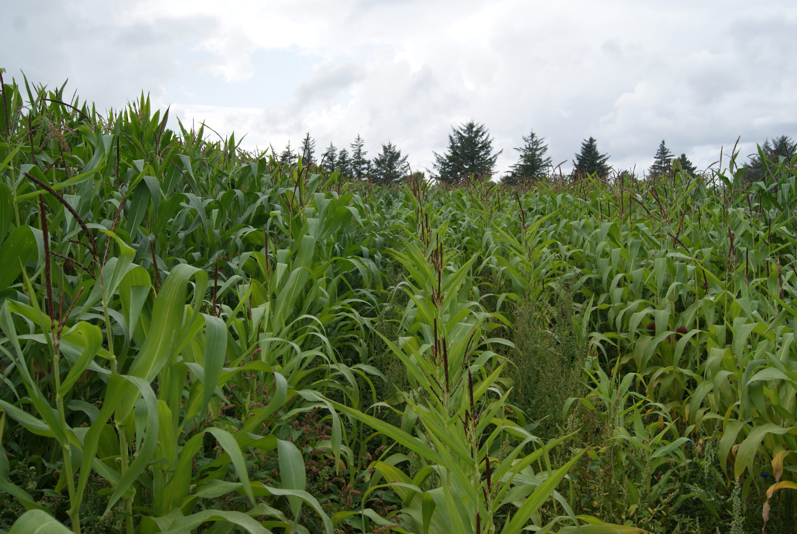 majs billede majs på en mark
